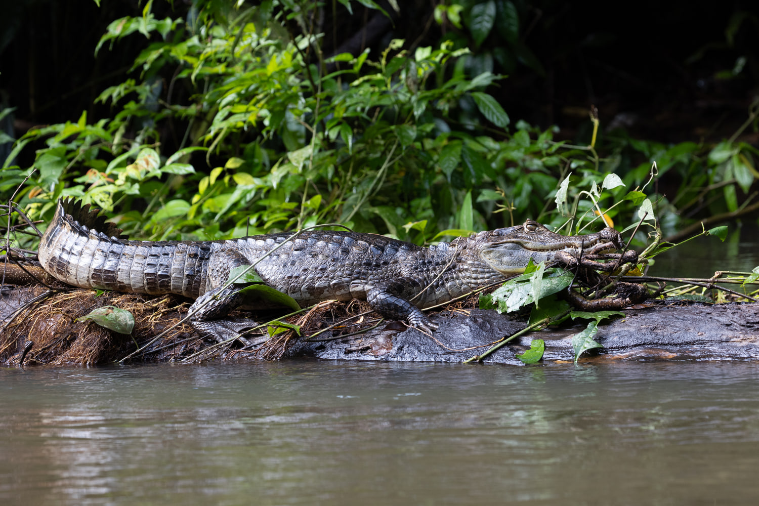 Spectacled caiman