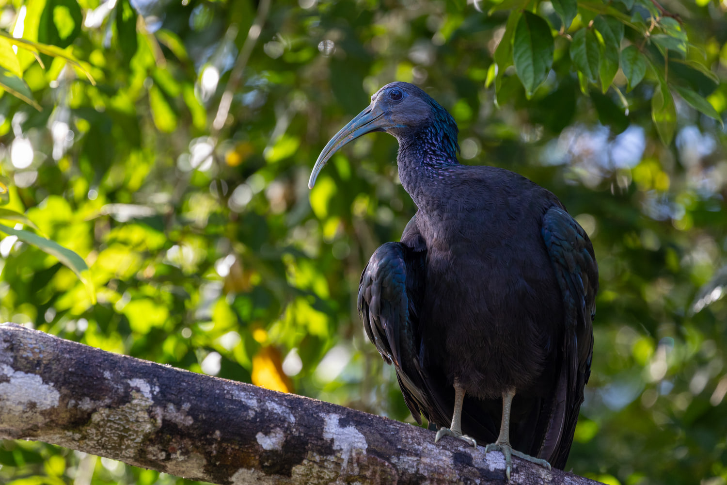 Green ibis