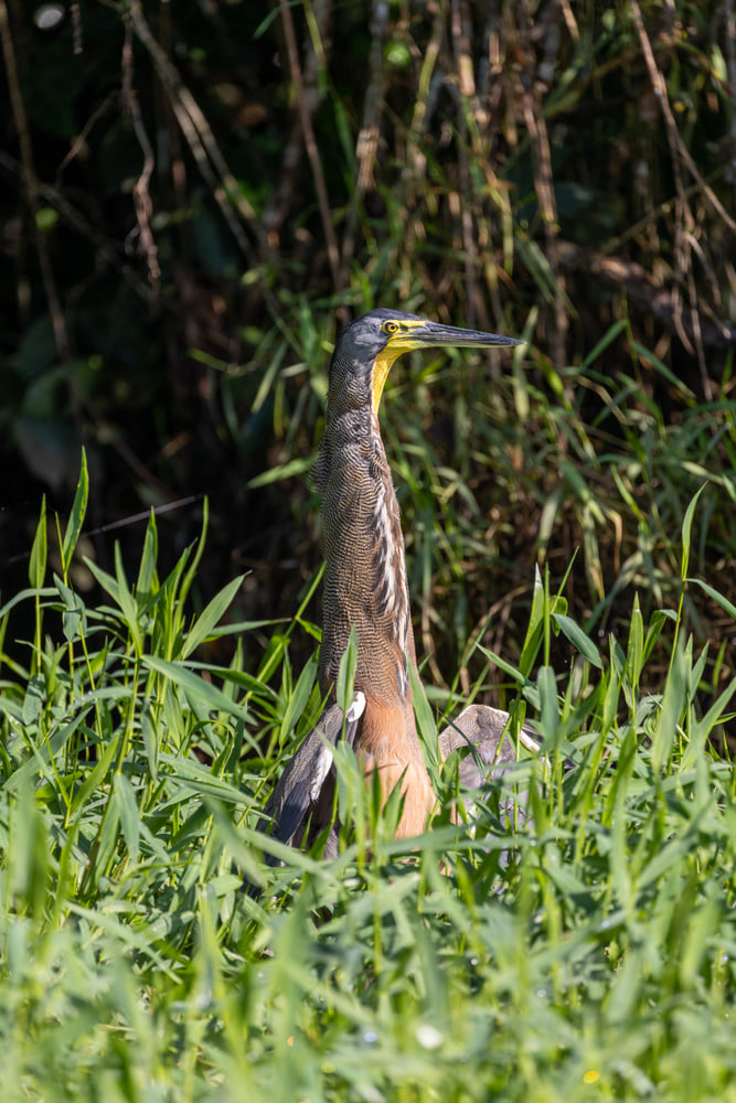 Bare-throated tiger heron