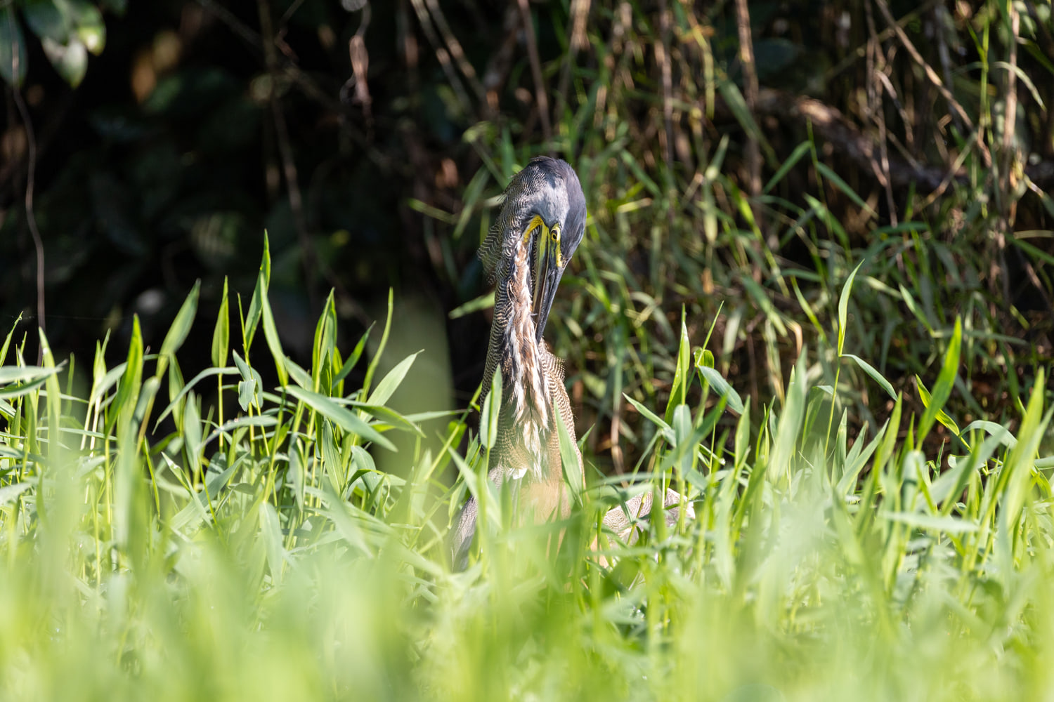 Bare-throated tiger heron