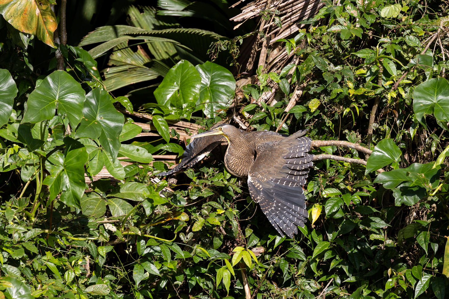 Sunbittern