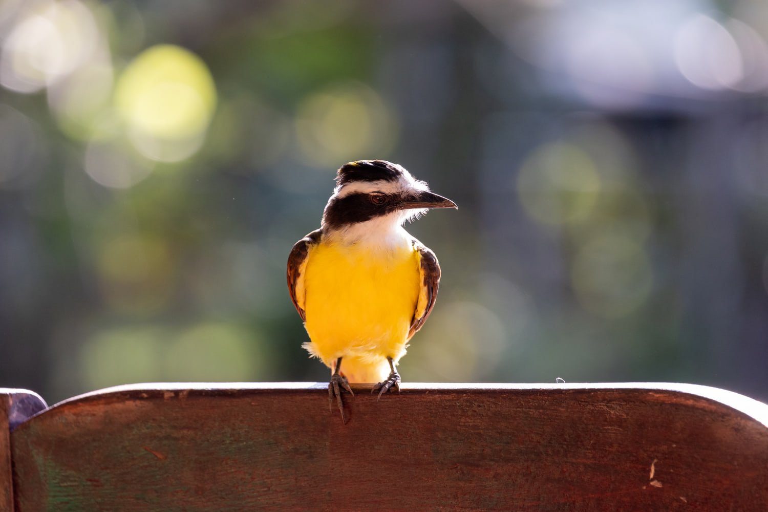 Great kiskadee