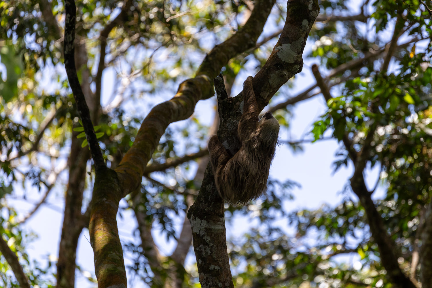 Sloth