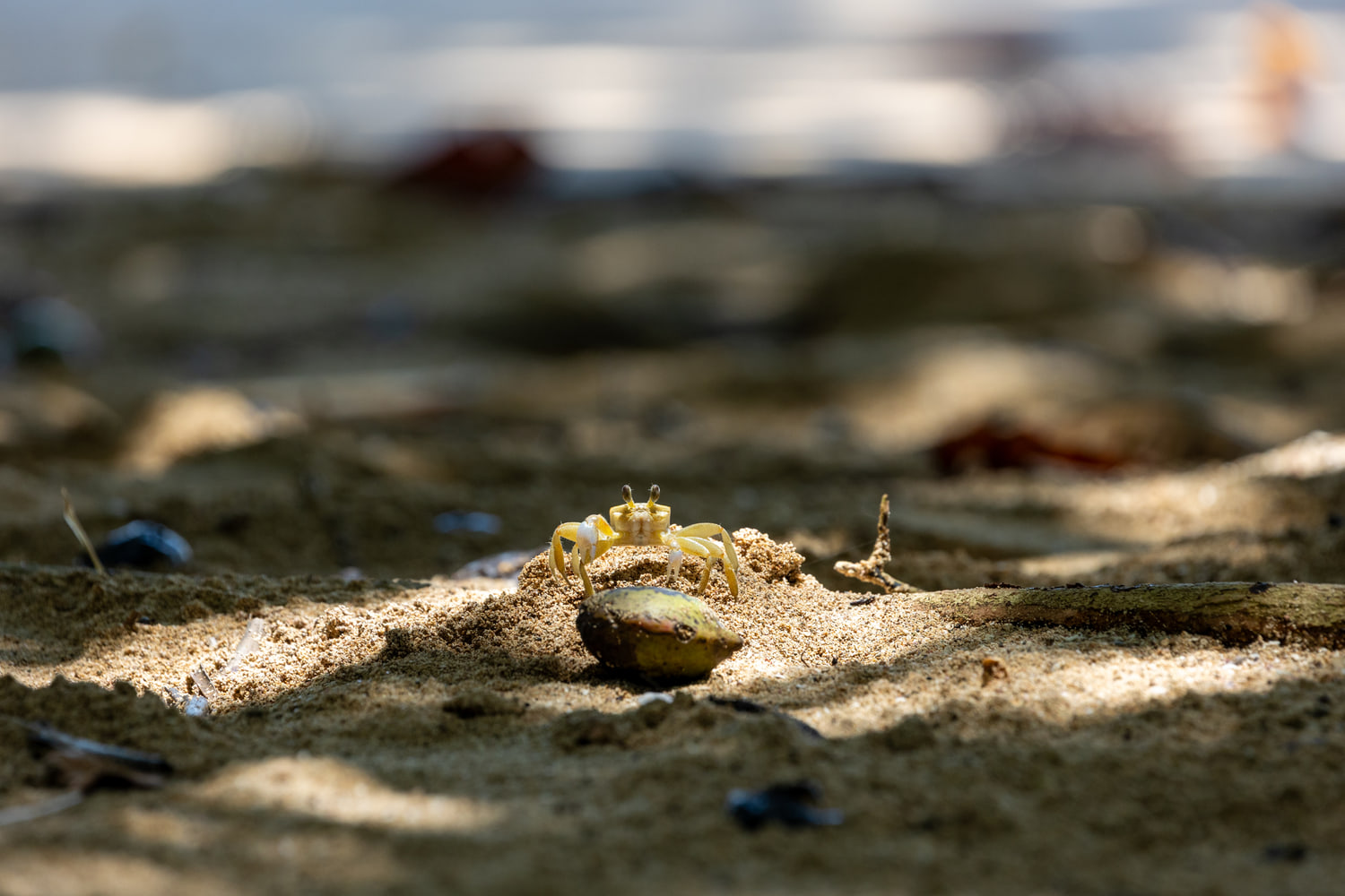 Crab