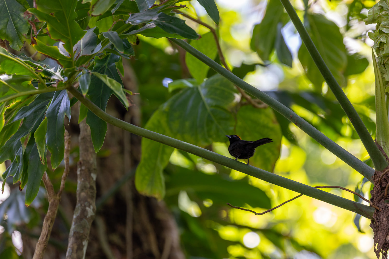 Costa Rica