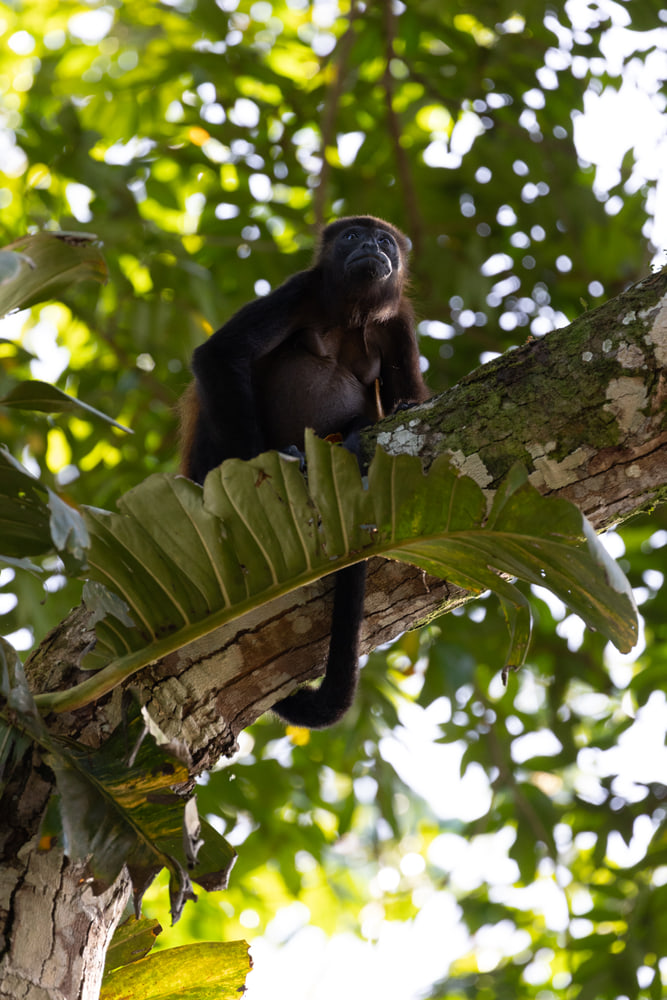 Mantled howler monkey