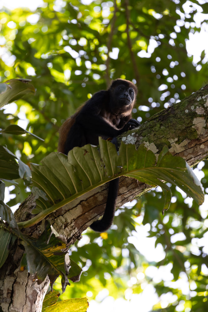 Mantled howler monkey