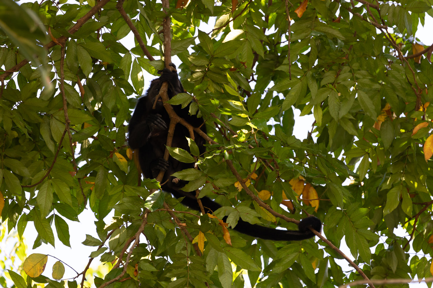 Mantled howler monkey