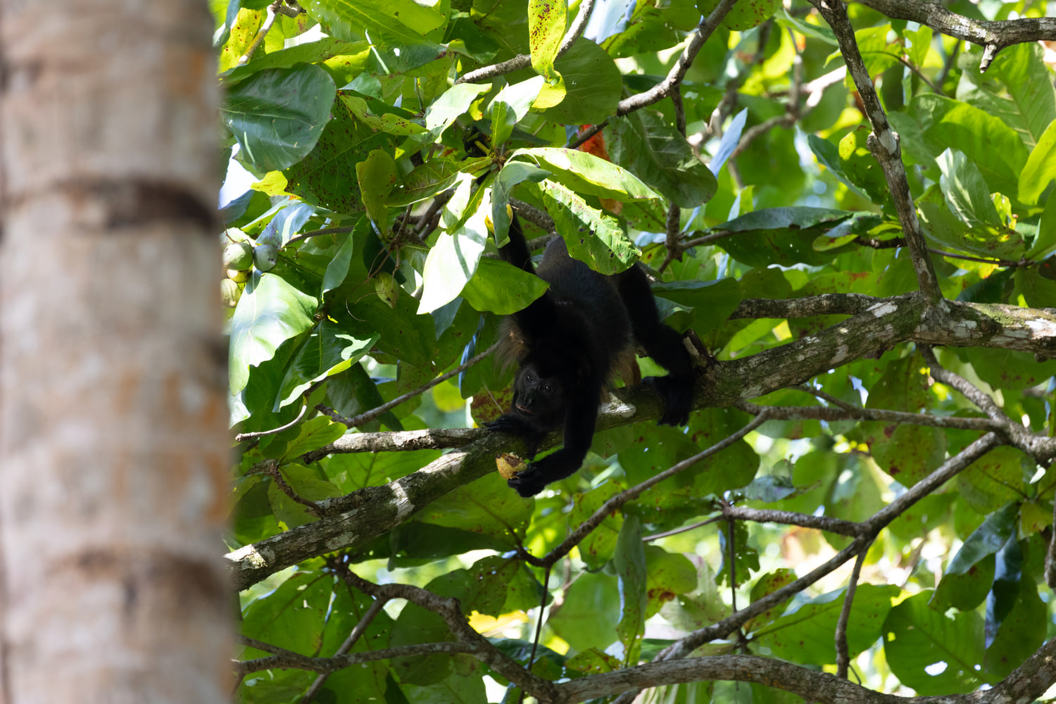Mantled howler monkey