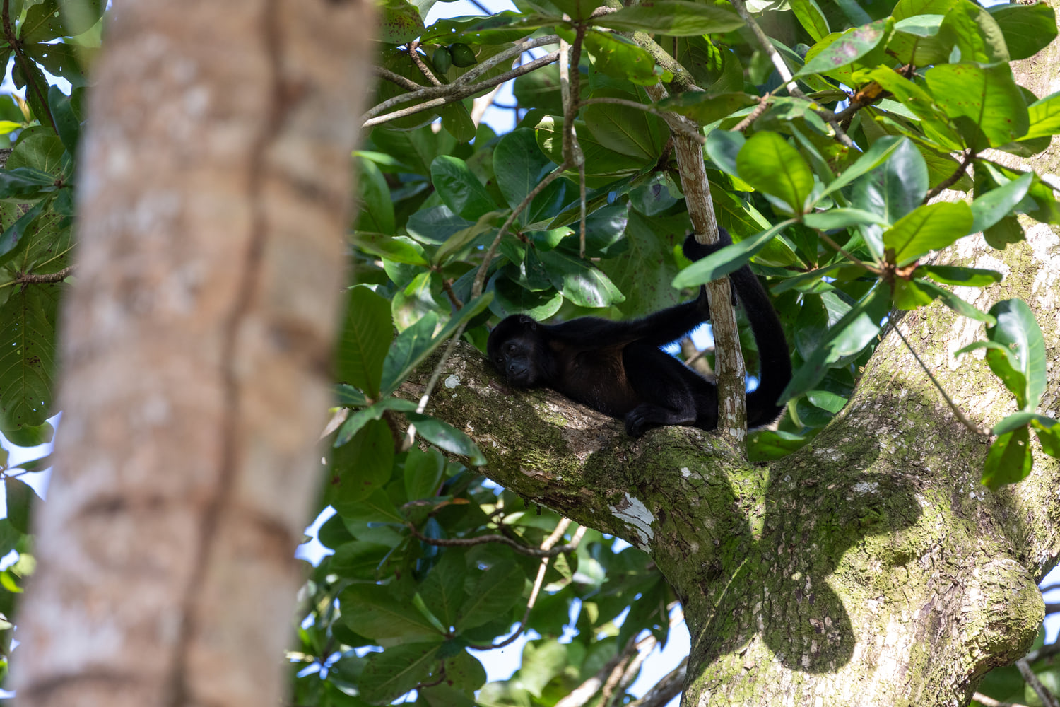 Mantled howler monkey