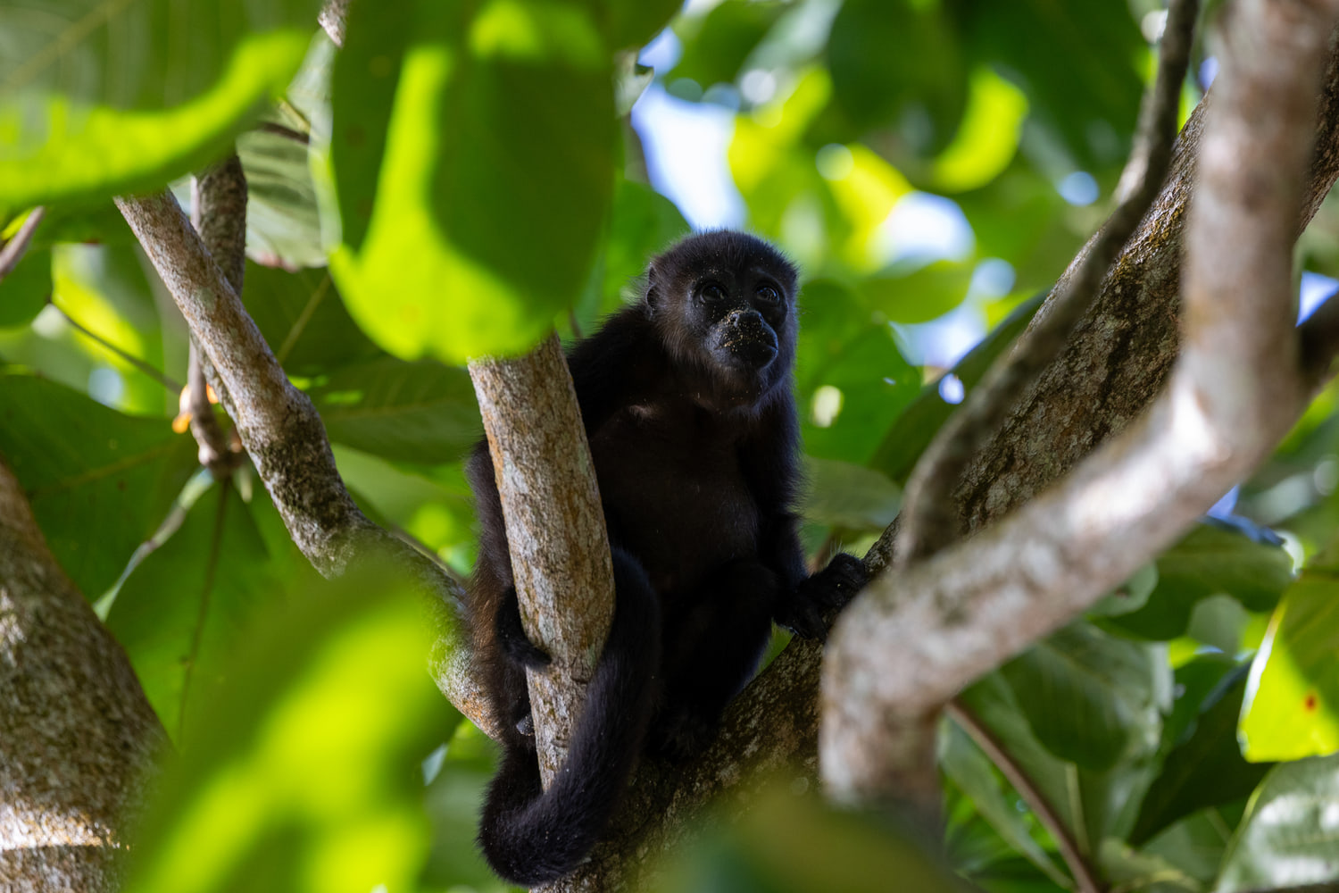 Mantled howler monkey