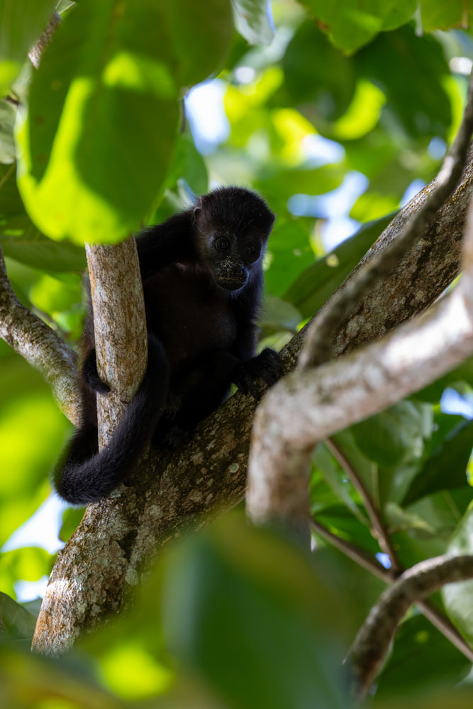 Mantled howler monkey