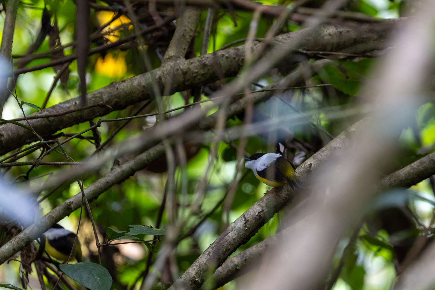 Costa Rica