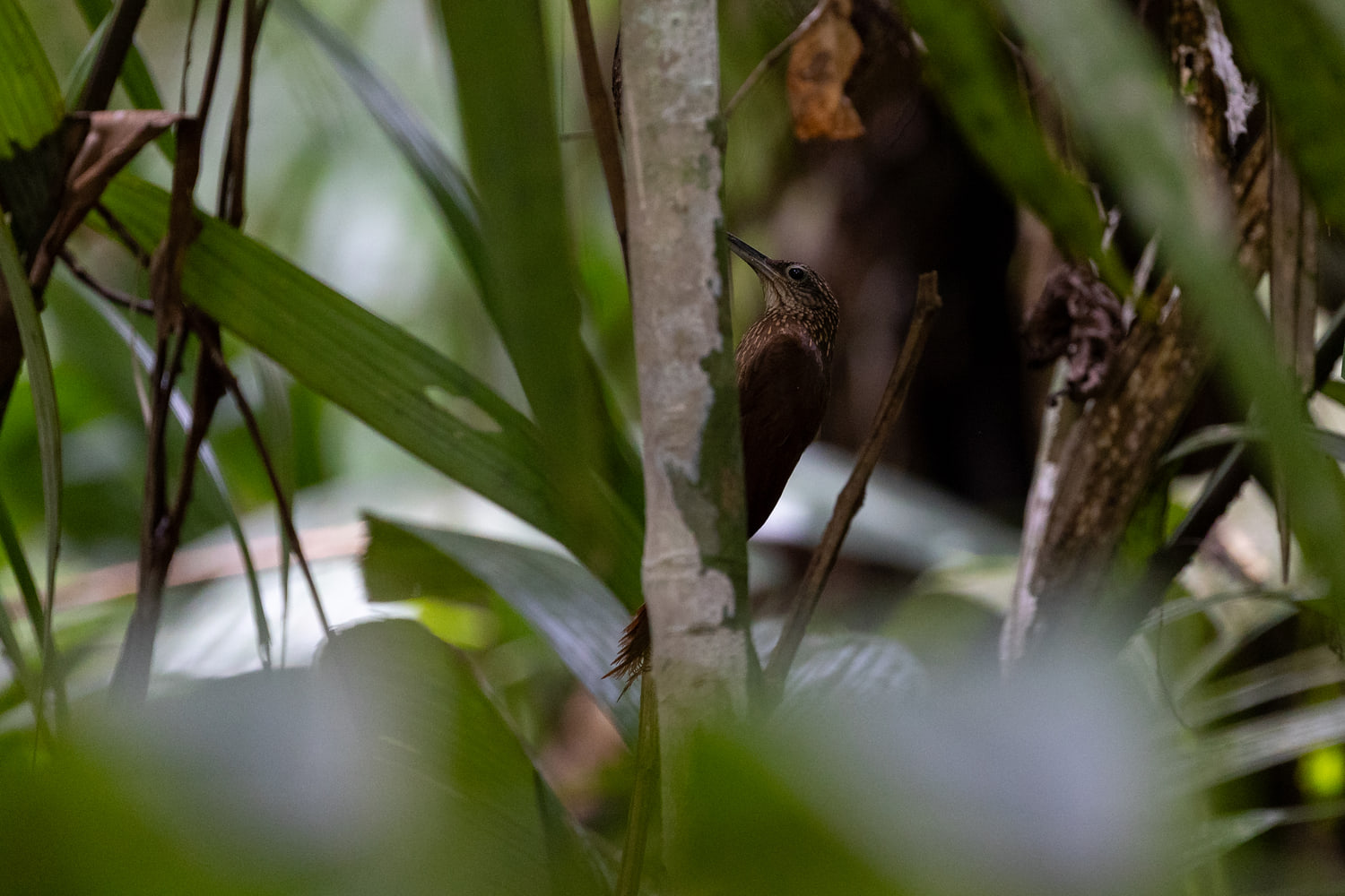 Costa Rica