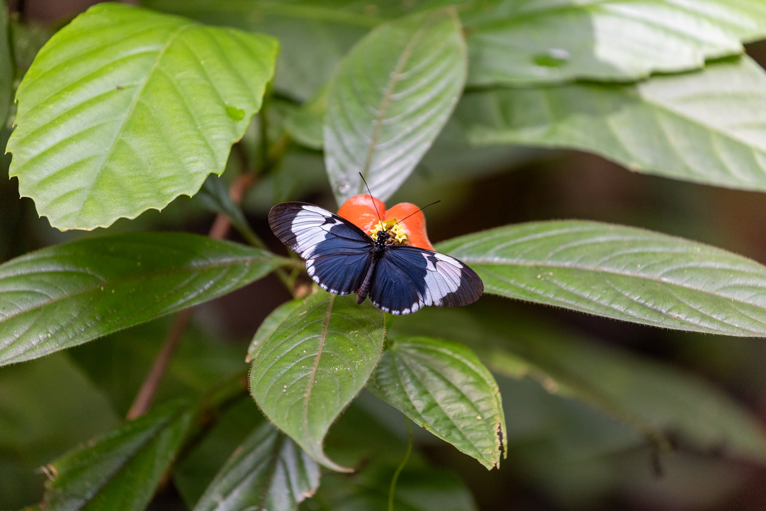 Heliconius butterfly
