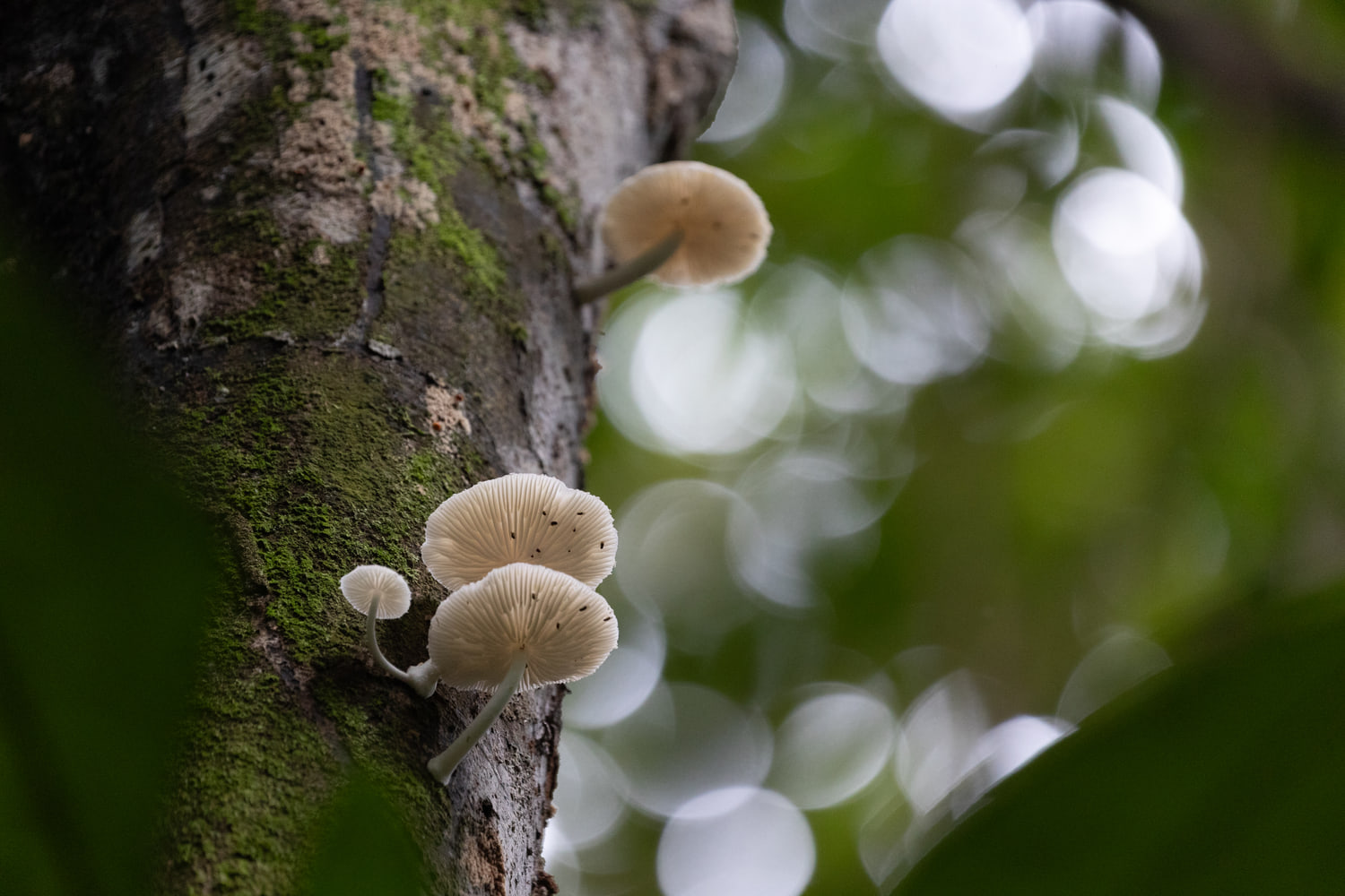Mushrooms