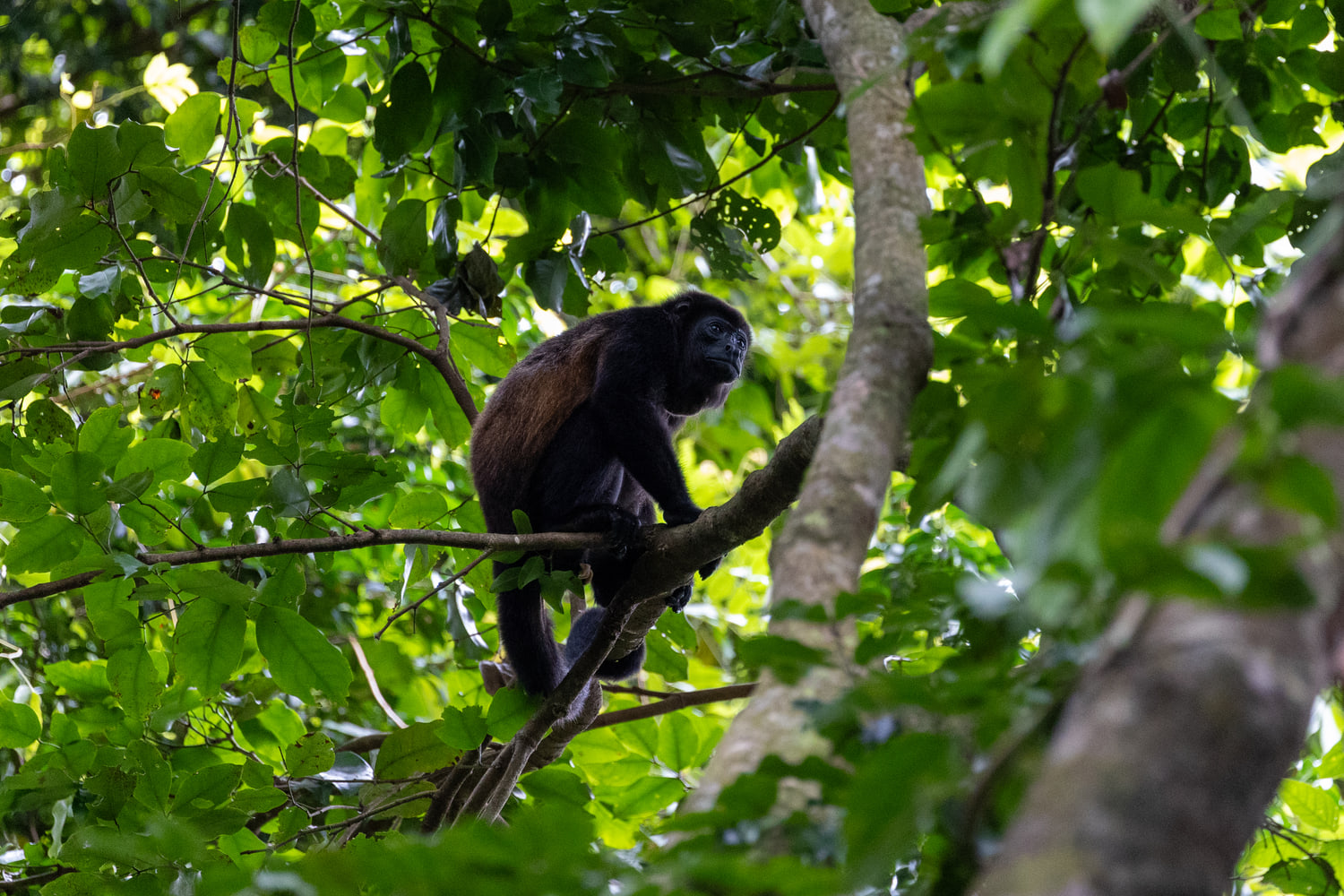 Mantled howler monkey