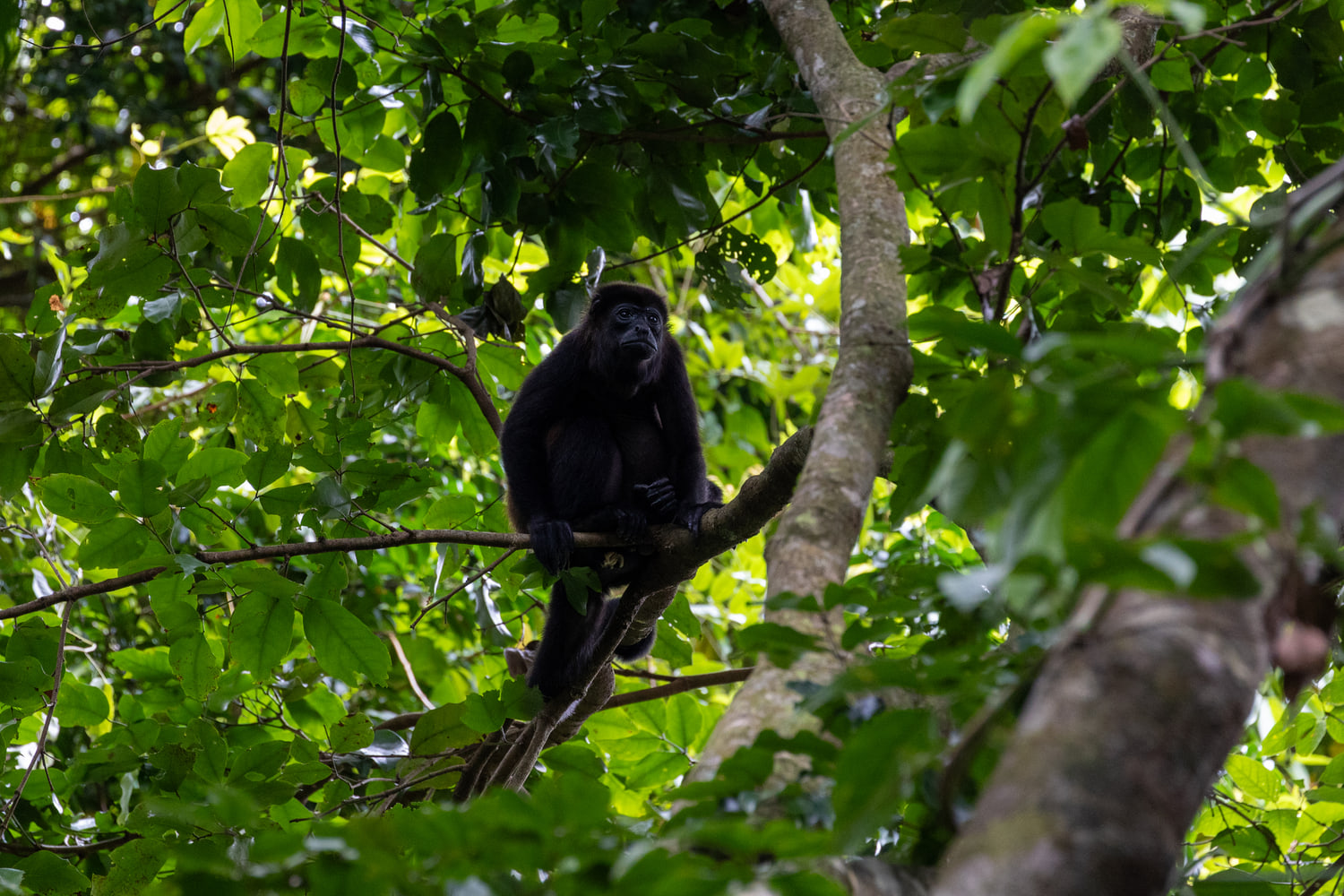 Mantled howler monkey