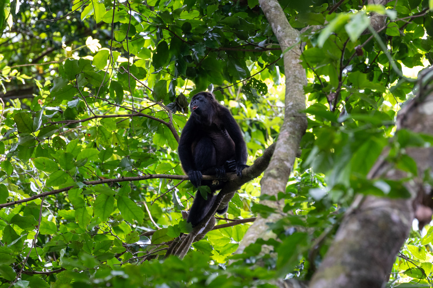 Mantled howler monkey