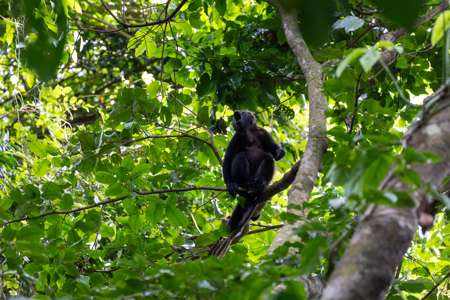 Mantled howler monkey