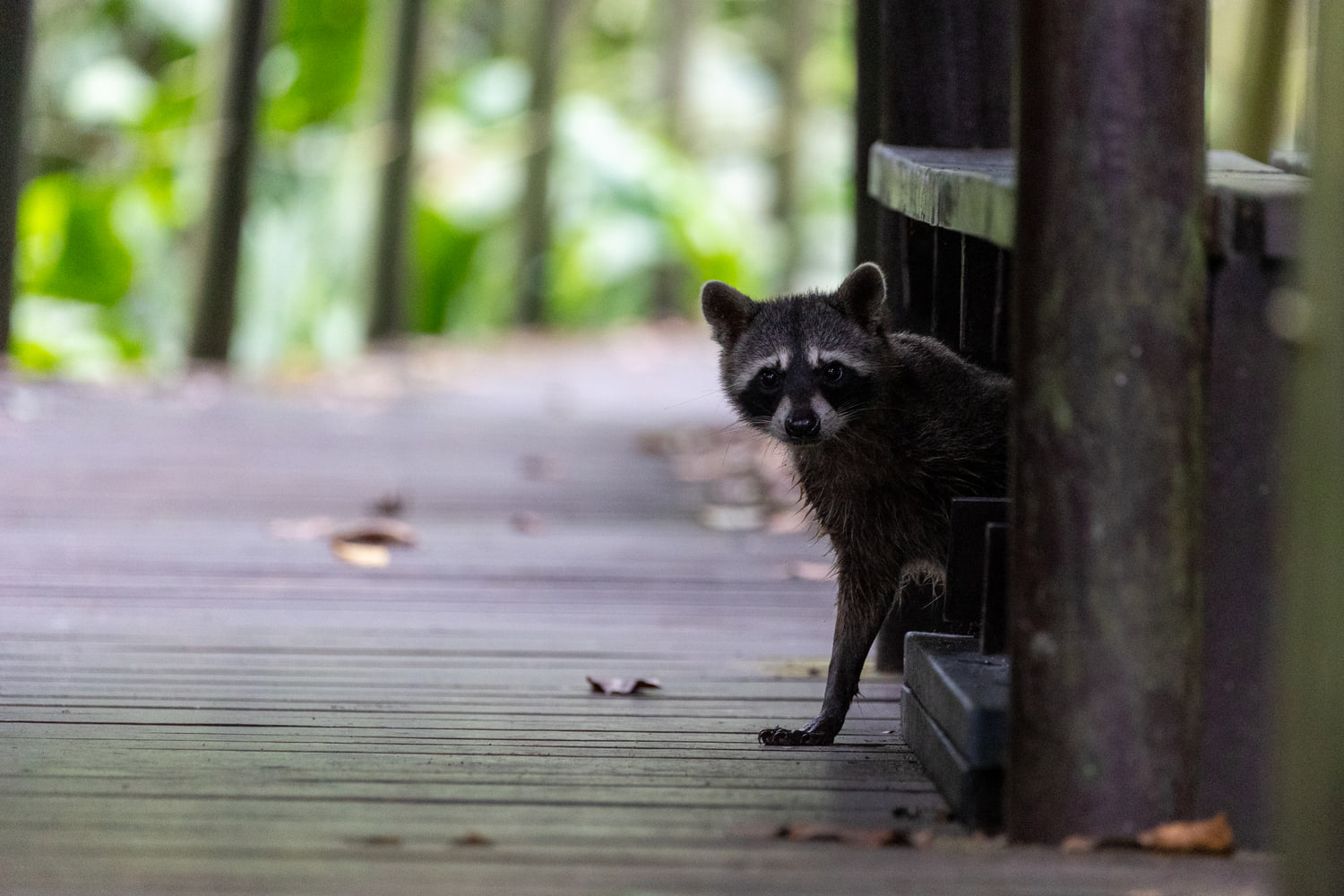 Raccoon