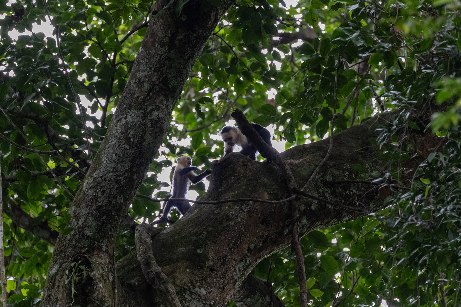 White-faced capuchins
