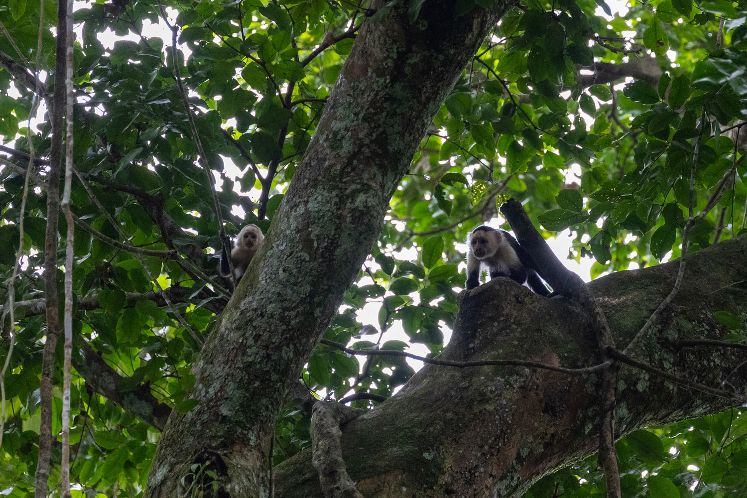 White-faced capuchins