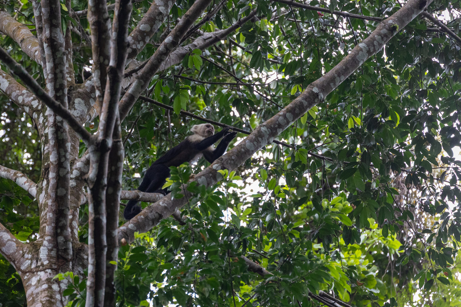 White-faced capuchins