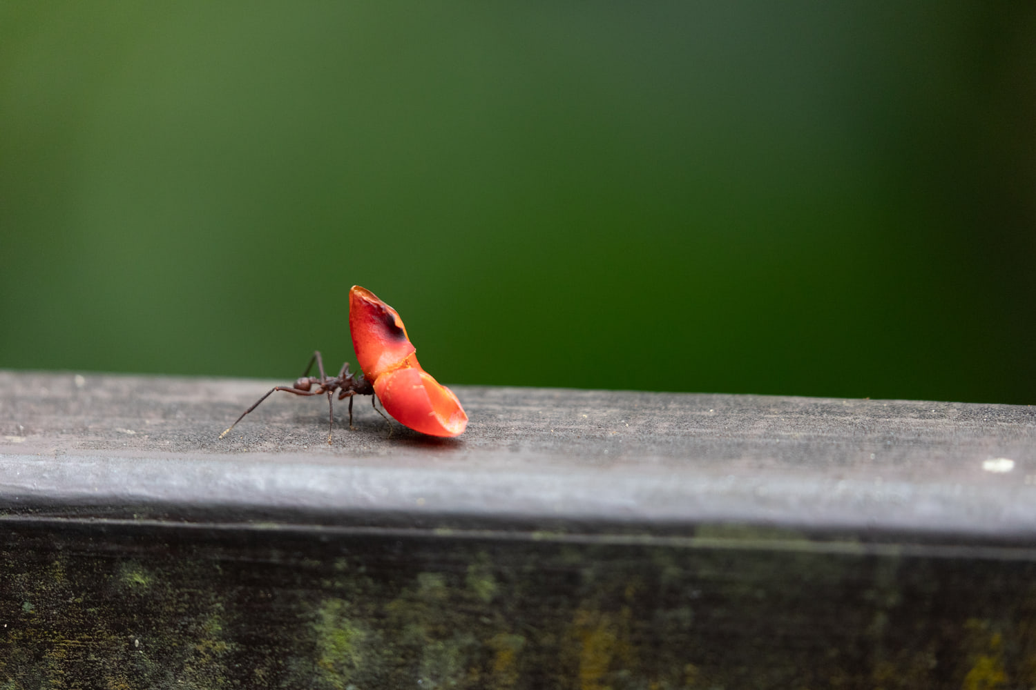 Leafcutter ant