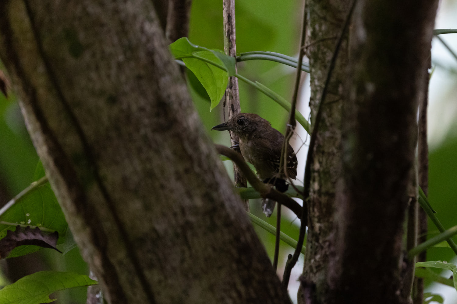Costa Rica