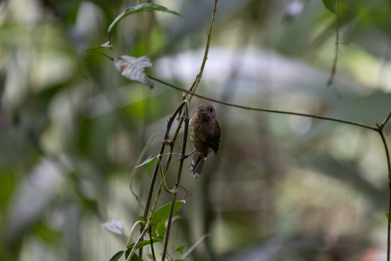 Costa Rica