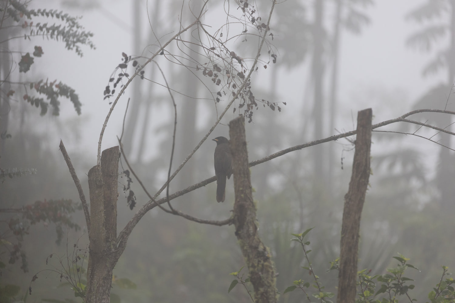 Cloud forest