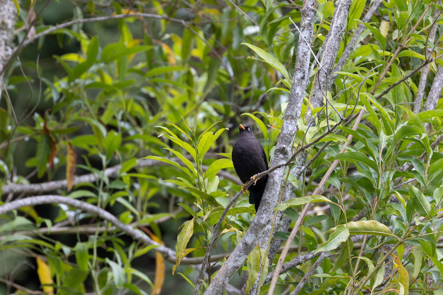 Costa Rica