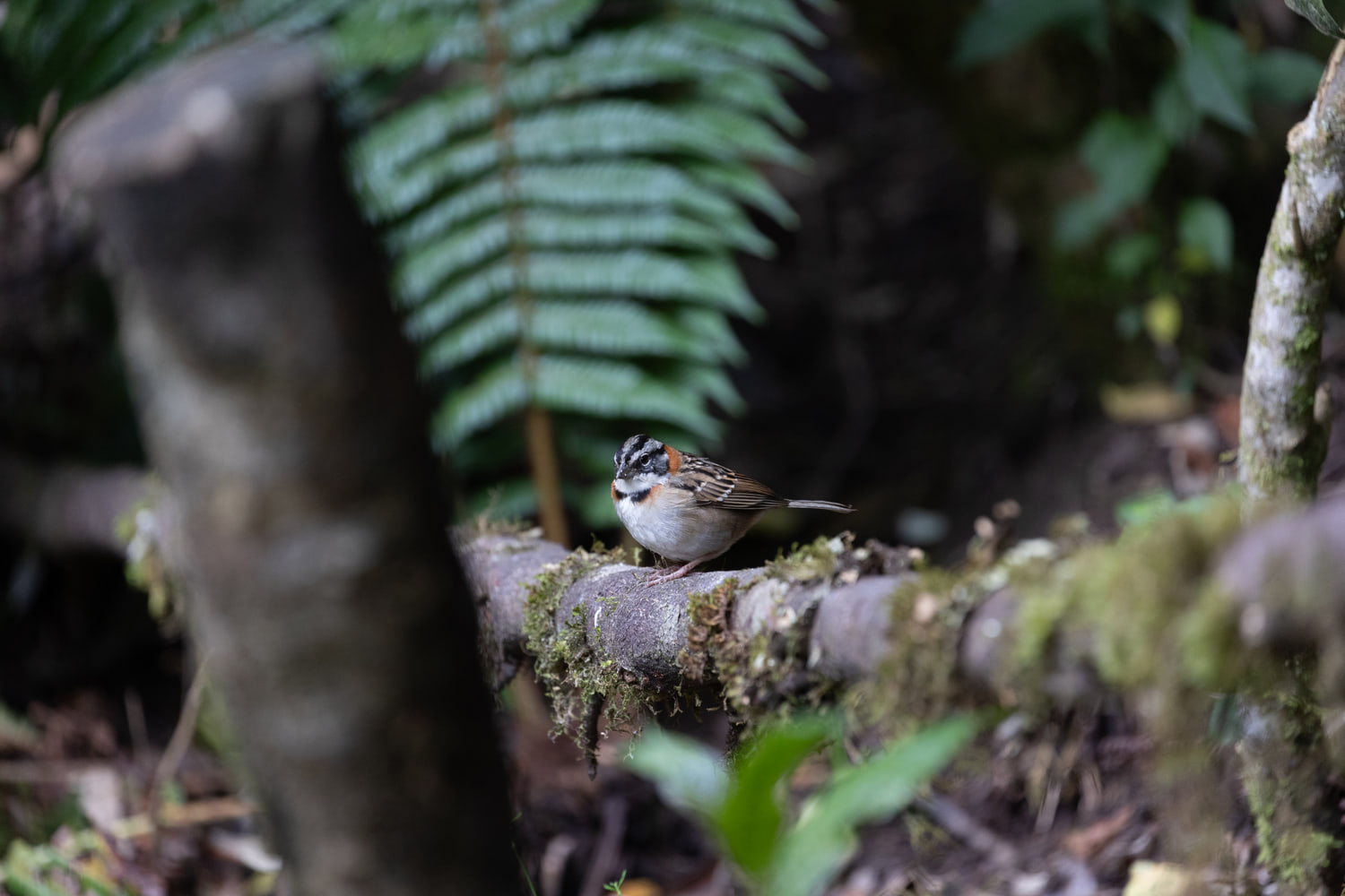Costa Rica