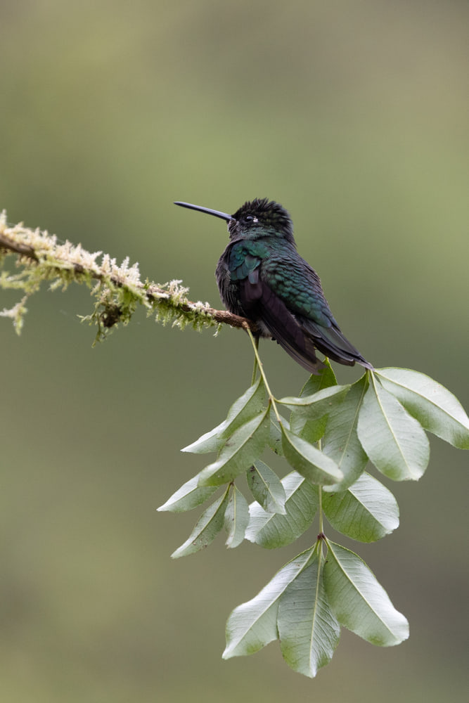 Hummingbird, cloud forest
