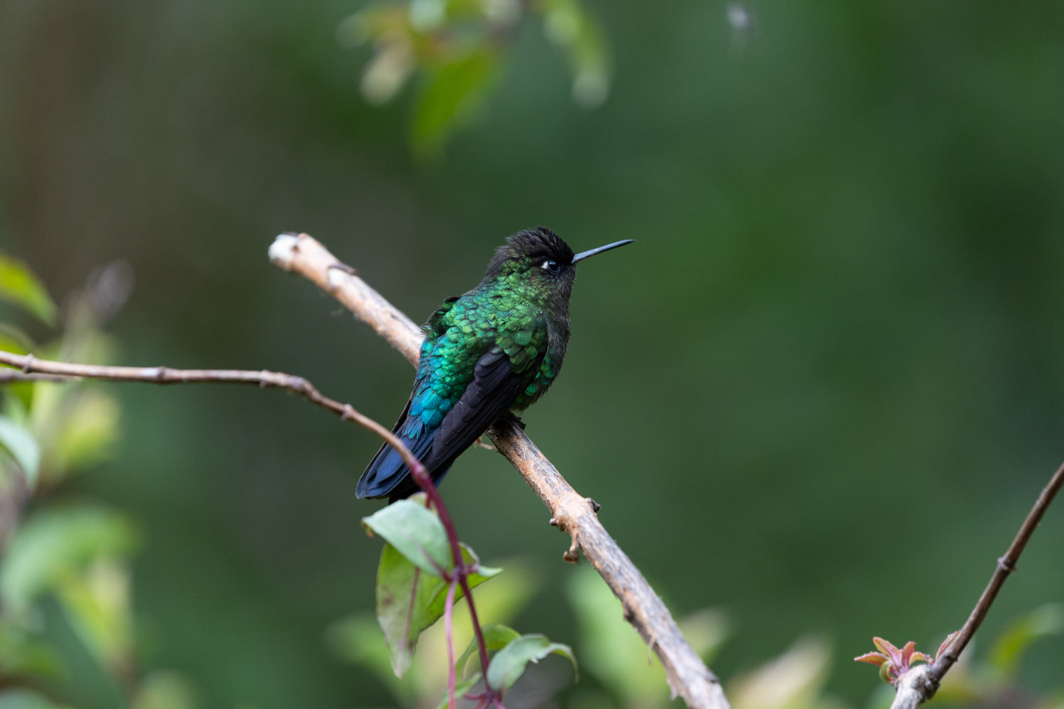 Hummingbird, cloud forest