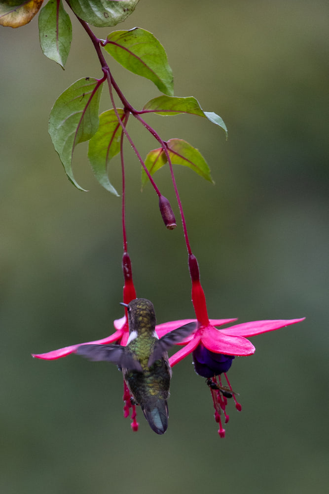 Hummingbird, cloud forest