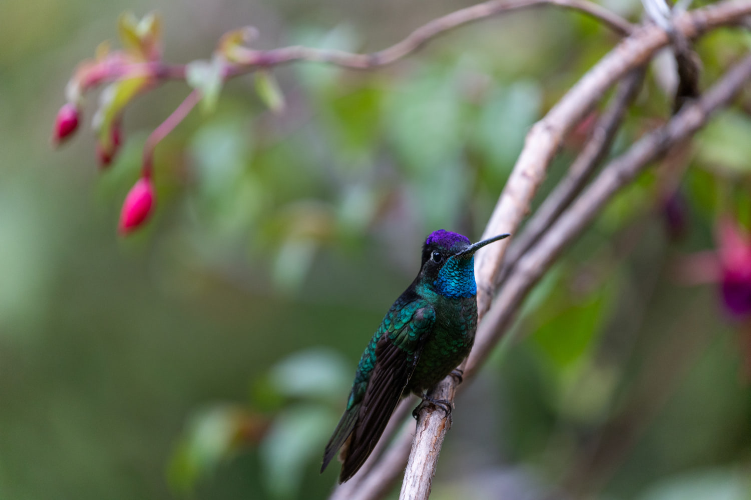 Hummingbird, cloud forest