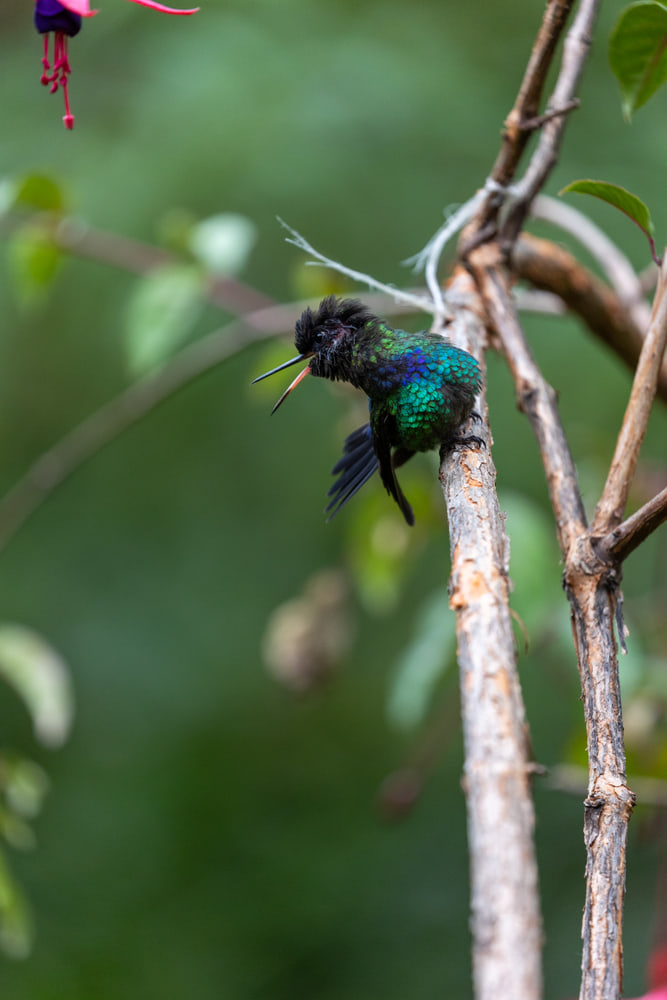 Hummingbird, cloud forest