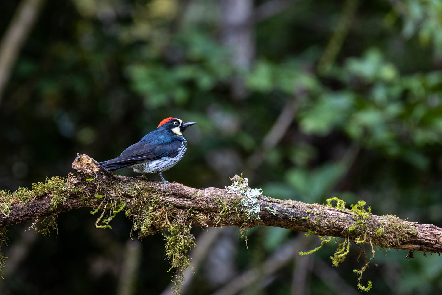 Acorn woodpecker