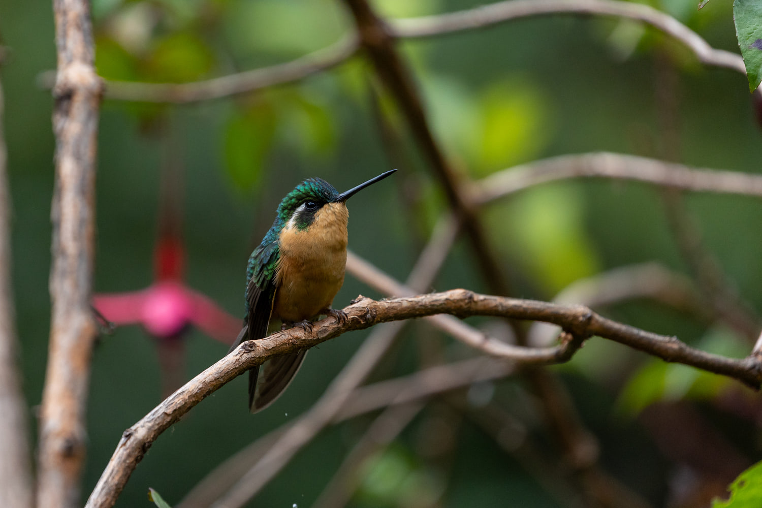 Hummingbird, cloud forest