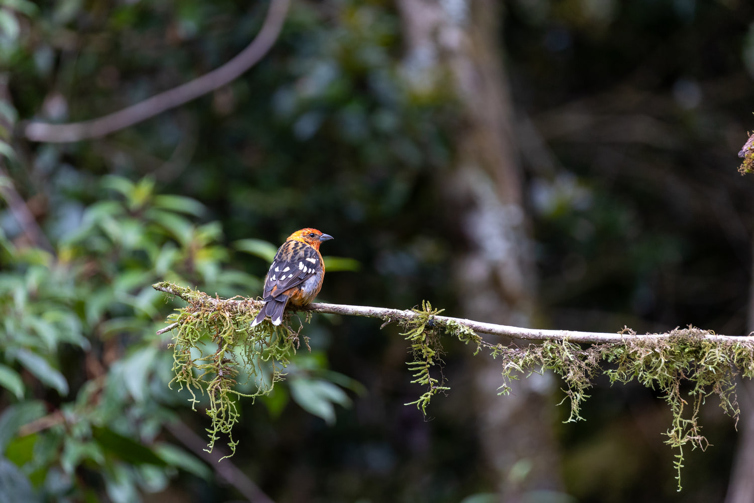 Costa Rica