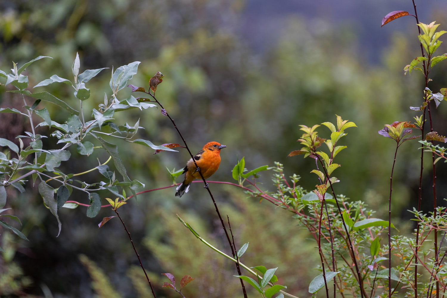 Flame-coloured tanager