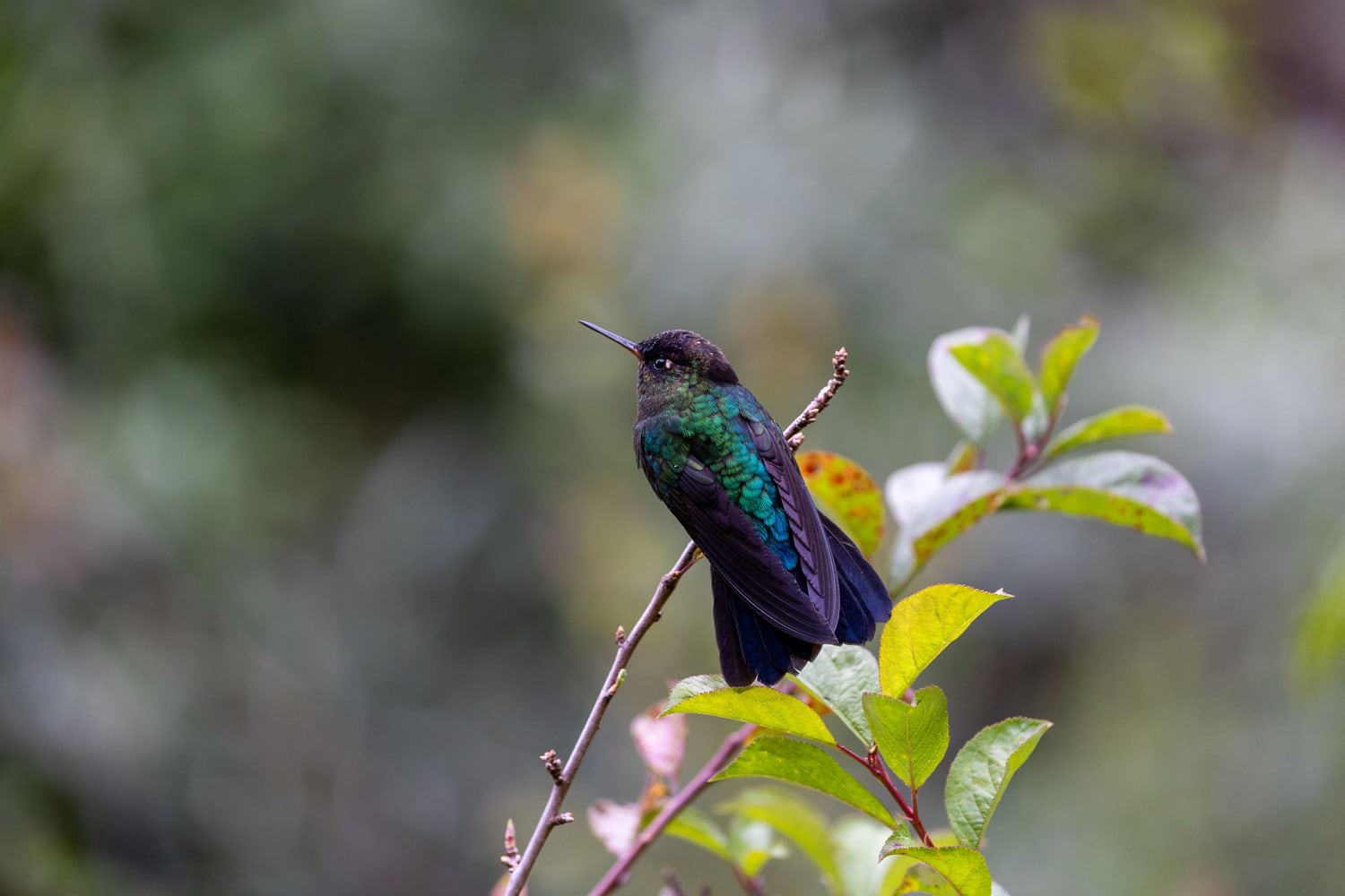 Hummingbird, cloud forest