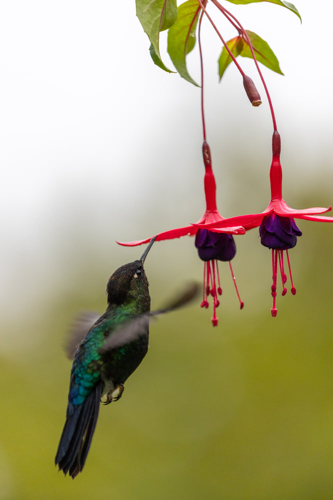 Hummingbird, cloud forest