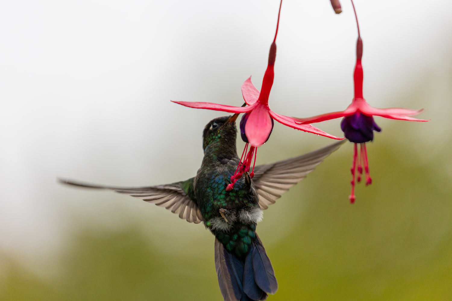 Hummingbird, cloud forest