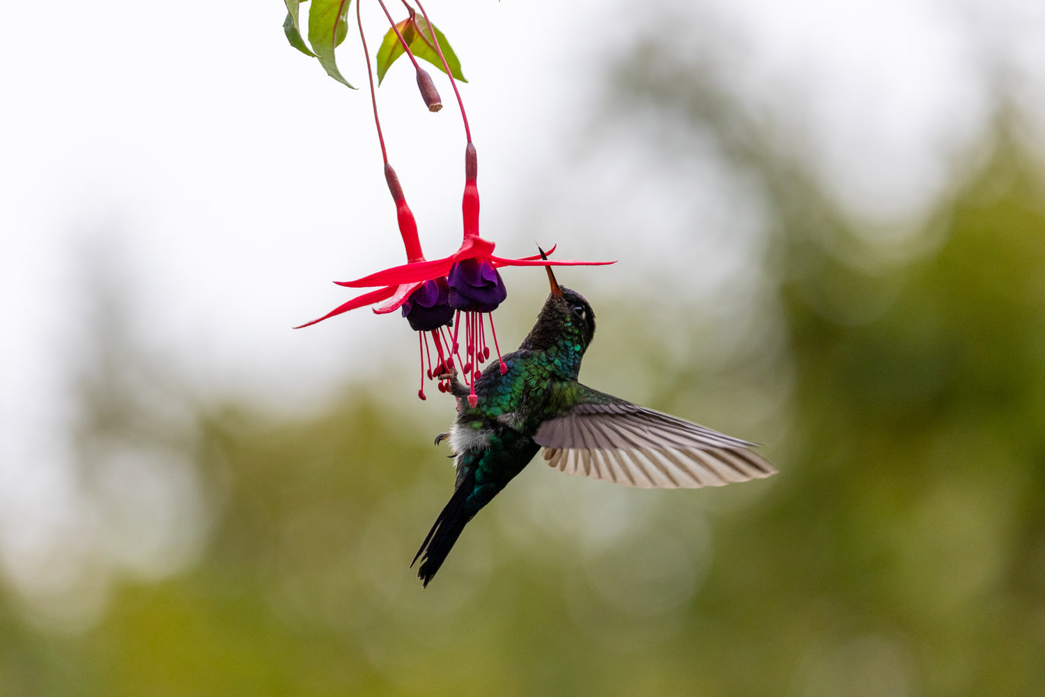 Hummingbird, cloud forest