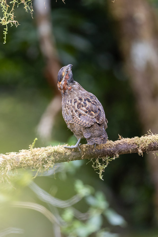 Costa Rica