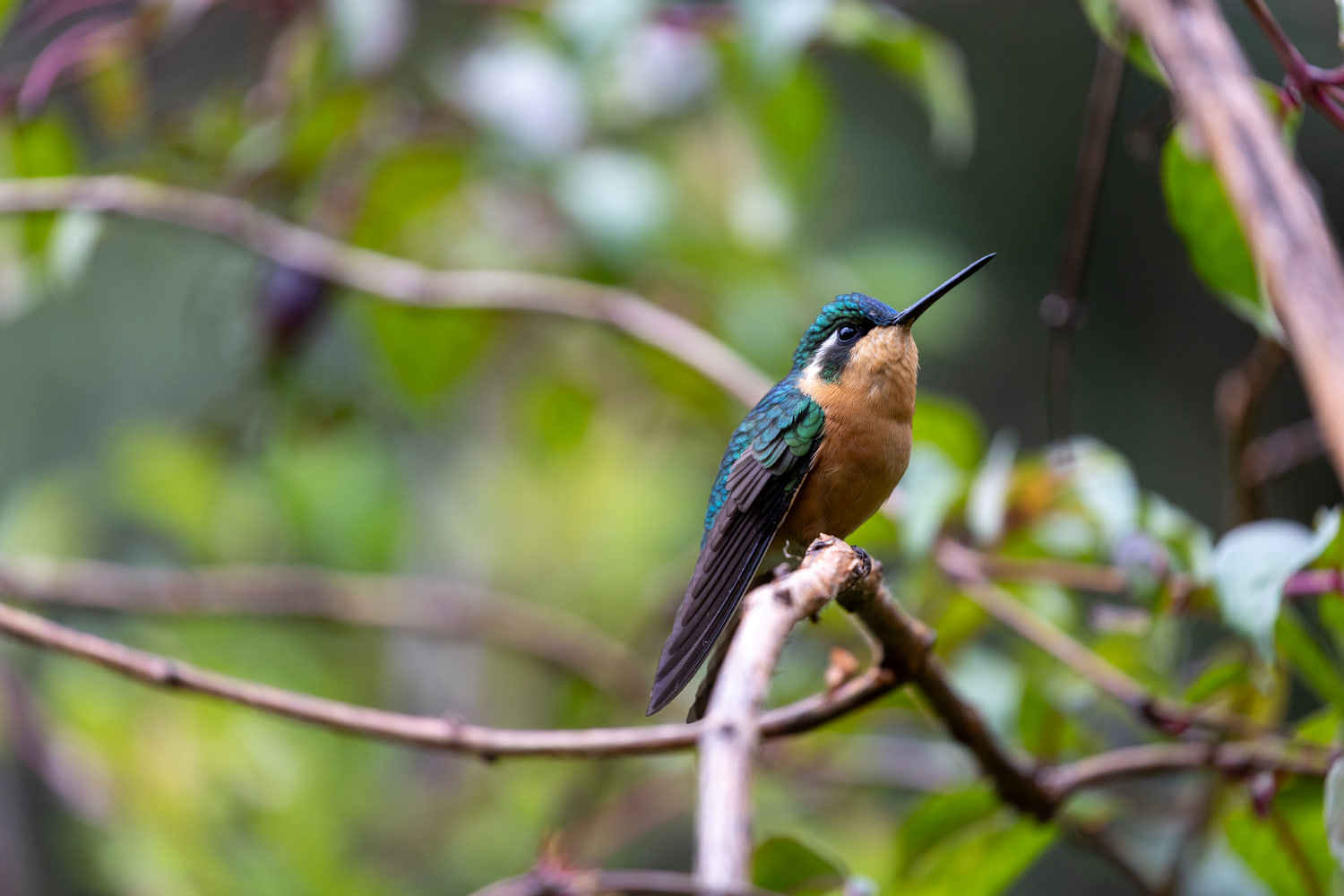 Hummingbird, cloud forest