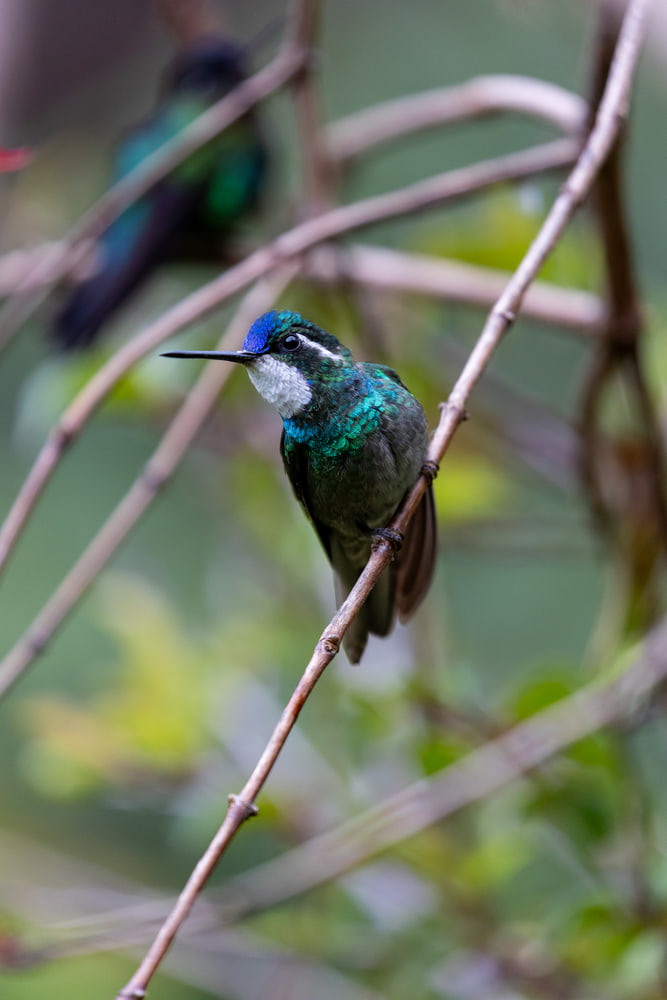Hummingbird, cloud forest